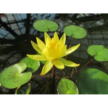 Yellow Lotus Flower